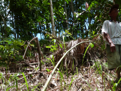 harvesting rattan in the rainforest