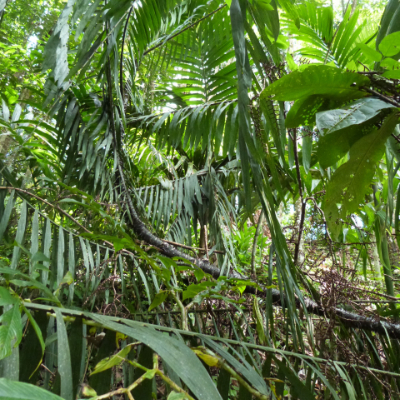 rattan growing in the forest